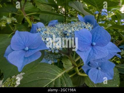 Hortensia de jardin, hortensia de dentelle (Hydrangea macrophylla), fleurs d'hortensia bleu, Allemagne Banque D'Images