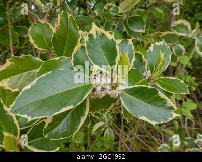 Houx, houx commun, houx anglais, houx européen, houx de Noël (Ilex aquifolium), floraison, Allemagne Banque D'Images