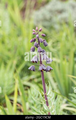 Persian fritillary (Fritillaria persica), blooming Banque D'Images