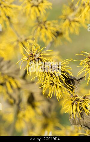 Noisette de sorcière (Hamamelis intermedia 'Allgold', Hamamelis x intermedia 'Allgold'), floraison, cultivar Allgold Banque D'Images