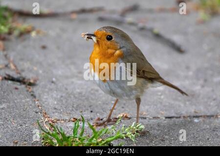 Butin européen (erithacus rubecula), avec proie dans le projet de loi, Allemagne Banque D'Images