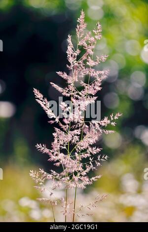 Petite roseau en bois, à plumes (Calamagrostis epigejos), inflorescence, Allemagne Banque D'Images