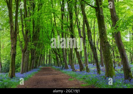 Angleterre, Hampshire, Hinton Ampner, sentier vide de Bluebell Woods Banque D'Images