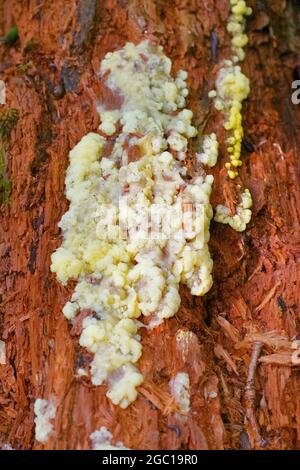 Champignon jaune de chaux sur un tronc d'arbre, Allemagne, Rhénanie-du-Nord-Westphalie Banque D'Images