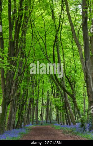 Angleterre, Hampshire, Hinton Ampner, sentier vide de Bluebell Woods Banque D'Images