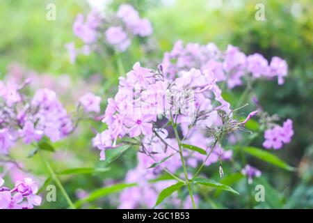 Magnifiques fleurs de phlox violet dans un parc d'été. Banque D'Images