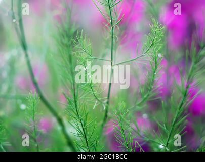 Des branches d'asperges vertes mouillées dans l'eau tombe après la pluie. Banque D'Images