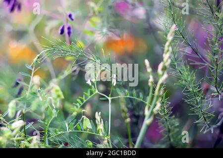 Des branches d'asperges vertes mouillées dans l'eau tombe après la pluie. Banque D'Images