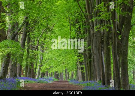 Angleterre, Hampshire, Hinton Ampner, sentier vide de Bluebell Woods Banque D'Images