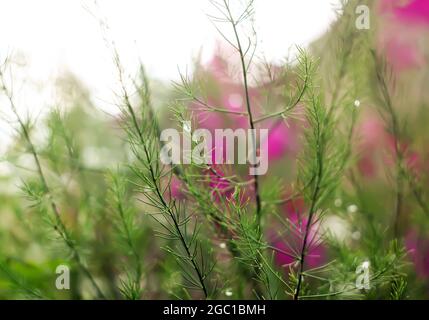 Des branches d'asperges vertes mouillées dans l'eau tombe après la pluie. Banque D'Images