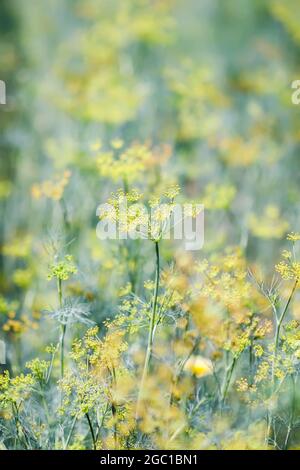 L'aneth vert frais grandit en serre. Jardin. Banque D'Images