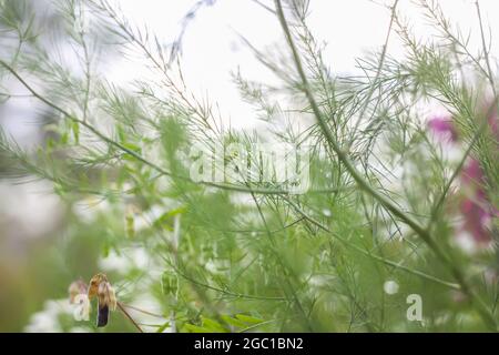 Des branches d'asperges vertes mouillées dans l'eau tombe après la pluie. Banque D'Images