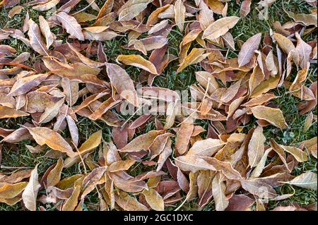 Les feuilles d'automne sur le terrain Banque D'Images