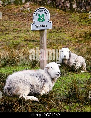 Herdwick Sheep à Wasdale, Lake District, Royaume-Uni Banque D'Images