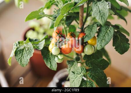 Vue rapprochée de quelques tomates cerises fraîches dans une plante de tomates cerises maison. Accueil bio ferme et ECO légumes frais concept Banque D'Images