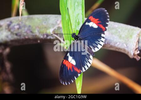 Gros plan d'un papillon de Postman d'Amérique centrale ou du Sud, Heliconius melpomene, perché sur une feuille. Vue dorsale montrant la plage de 7 à 8 cm. Banque D'Images