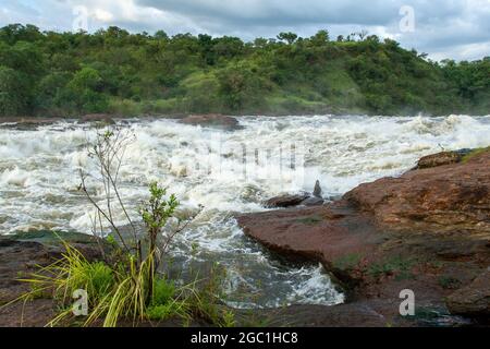 Murchinson Falls, Murchinson Falls National Park, de l'Ouganda Banque D'Images