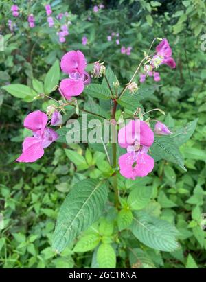 HIMALAYAN BALSAM Impatiens glandulifera. Photo : Tony Gale Banque D'Images
