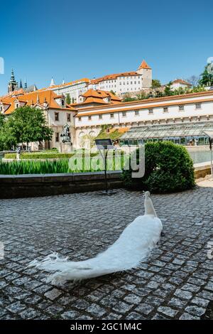 Panorama de Prague, République Tchèque.Peon blanc à Wallenstein, Valdstejn, jardin construit dans le style baroque avec un bel étang et une fontaine. Banque D'Images