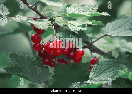 Groseilles rouges dans le jardin poussant sur une brousse Banque D'Images