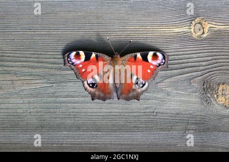 Gros plan d'un papillon paon aux couleurs vives avec des ailes ouvertes reposant sur un fond de bois avec des grains et des nœuds sur un abri de jardin Banque D'Images