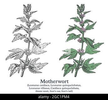 Motherwort. Plante vectorielle colorée dessinée à la main. Croquis de plantes médicinales vintage. Illustration de Vecteur