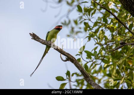 Parakee à longue queue perchée sur la branche de l'arbre. Banque D'Images