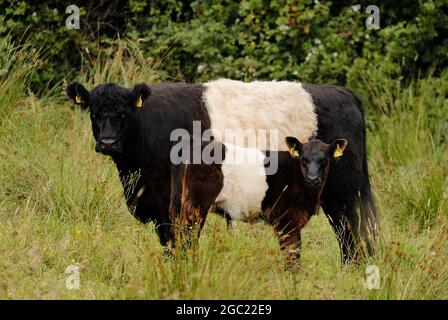 Veau et vache à ceinture Banque D'Images