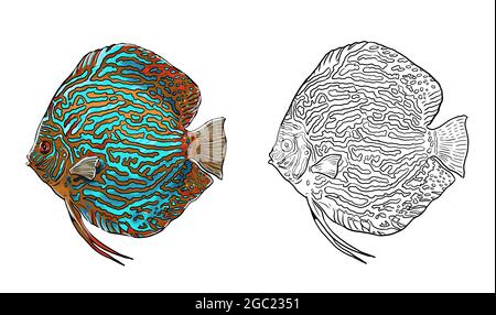 Aquarium pour colorier. Modèles de poisson discus et de tétra au néon. Livre de coloriage pour les enfants et les adultes. Banque D'Images