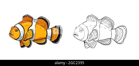 Poisson-clownfish tropical avec anémone corail. Modèle coloré de poisson de mer. Livre de coloriage pour les enfants et les adultes. Banque D'Images