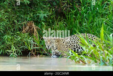 Gros plan sur une Jaguar marchant sur une rive de rivière, South Pantanal, Brésil. Banque D'Images