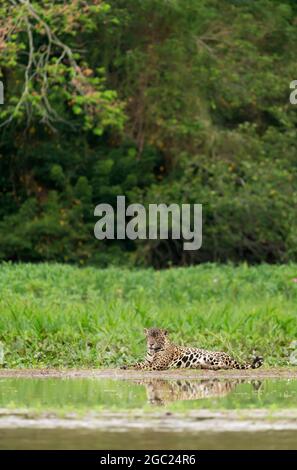 Gros plan d'une Jaguar située sur une rive de la rivière à South Pantanal, Brésil. Banque D'Images