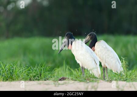 Gros plan de deux cigognes de Jabiru se tenant sur une rive de la rivière à South Pantanal, Brésil. Banque D'Images