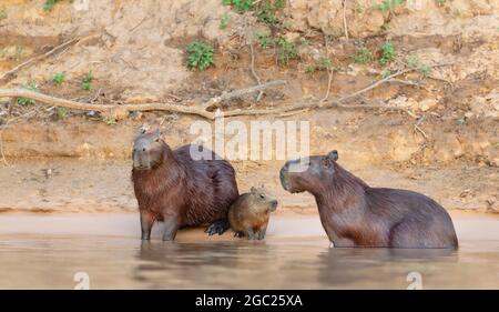 Famille de capybaras sur une rive de rivière, Pantanal Sud, Brésil. Banque D'Images