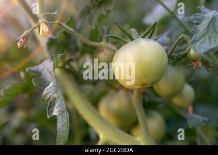 De jeunes tomates vertes mûrissent sur une branche dans un jardin biologique. Une tomate verte mûrit dans un lit dans une parcelle de potager, serre. Agriculture conc Banque D'Images