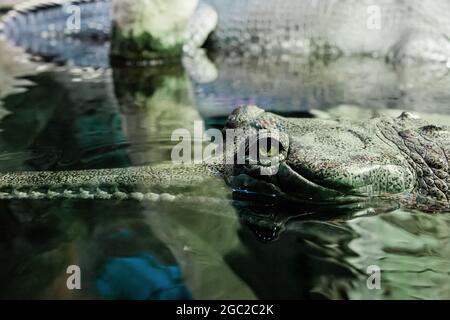 Le crocodile gavial indien dans l'eau dans le zoo. Gros plan de la tête d'un gharial Banque D'Images