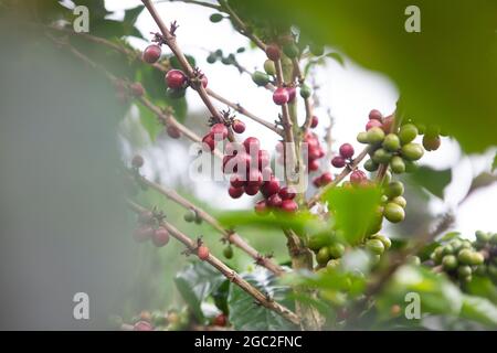 Cerises de café Arabica fraîches avant la récolte. Banque D'Images