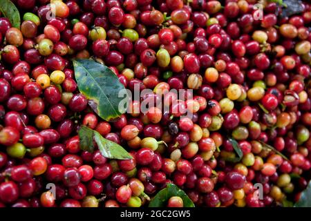 Cerises de café arabica fraîchement récoltées prêtes à être traitées. Banque D'Images