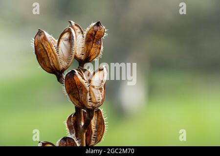 Le Lily géant de l'Himalaya a effrayant-look, les gousses de graines ouvertes qui se terminent dans les points pointus. Banque D'Images