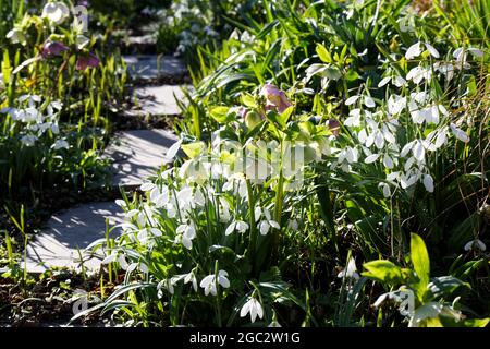 Des gouttes de neige (galanthus nivalis) et des hellébores le long d'un sentier en pierre dans un jardin d'hiver février Royaume-Uni Banque D'Images