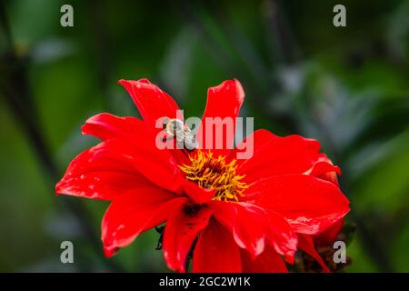 abeille collectant le pollen de fleur rouge vif abeille collectant le pollen de fleur rouge vif Banque D'Images