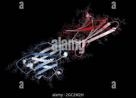 Protéine de ligand de mort programmée 1 (PD-L1), rendu 3D. Produire Banque D'Images