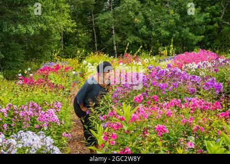 Femme hispanique appréciant le parfum de variétés colorées de phlox en fleur dans le jardin d'été Banque D'Images