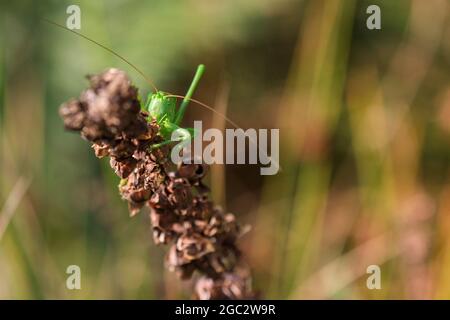 Grand cricket vert du Bush (Tetigonia viridissima) sunbathes reposant sur une plante. Les insectes semblent apprécier les températures plus chaudes et le soleil de l'après-midi Banque D'Images