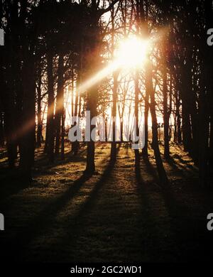 LE SOLEIL COUSU BRILLER À TRAVERS LES ARBRES DÉTOURÉS LORS D'UNE SOIRÉE D'HIVER Banque D'Images