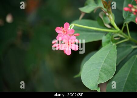 Des fleurs de Jatropha rose (Jatropha integerrima) fleurissent dans un jardin Banque D'Images