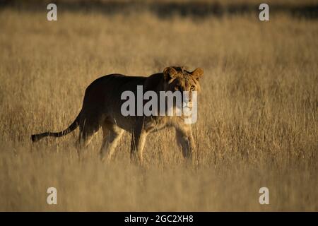 Lion, Panthera leo, Kgalagadi Transfrontier Park, Afrique du Sud Banque D'Images