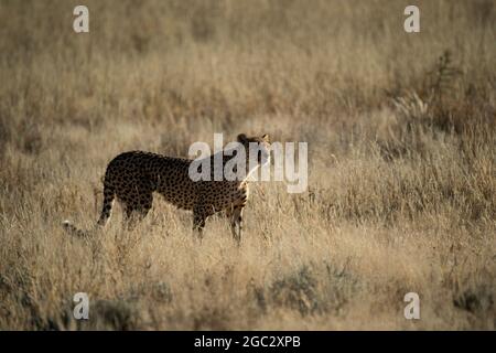 Le guépard, Acinonyx jubatus, Kgalagadi Transfrontier Park, Afrique du Sud Banque D'Images