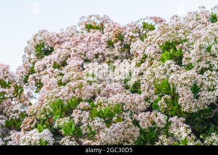 Plante de Jade en fleur. Gros plan de belles fleurs blanches et roses en forme d'étoile d'une plante de Jade à feuilles persistantes Banque D'Images