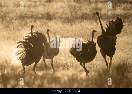 Exposition commune d'autruches, Struthio camelus, Parc transfrontalier de Kgalagadi, Afrique du Sud Banque D'Images